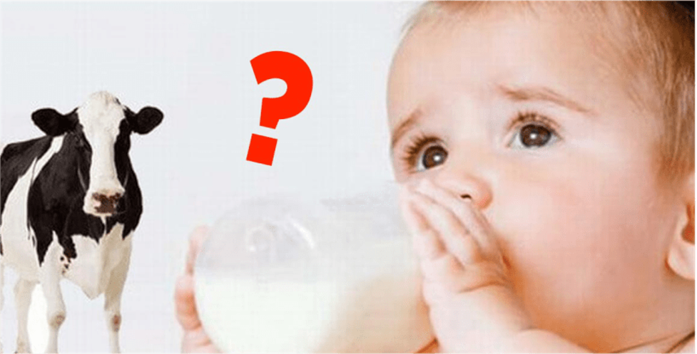 دادن شیر گاو به نوزاد