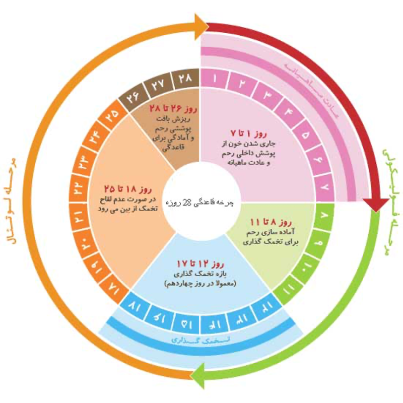 روشهای تعیین زمان تخمکگذاری