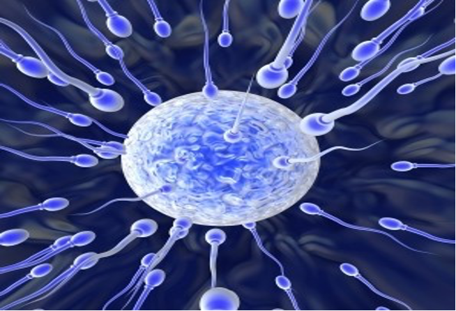 راهکار های افزایش عمر اسپرم