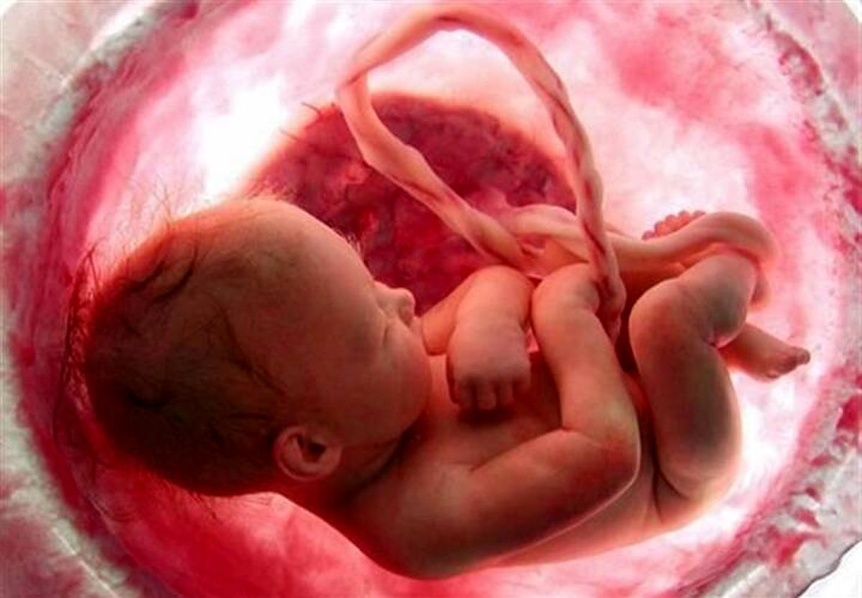 دلایل تشکیل نشدن قلب جنین