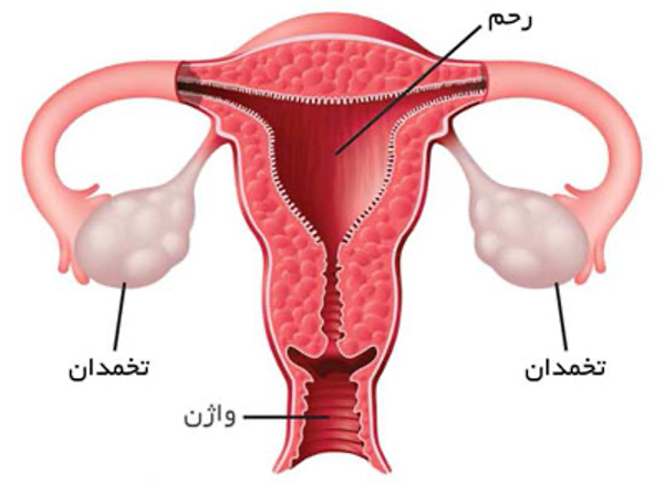 روش‌های ردیابی تخمک‌گذاری و بارداری سریع