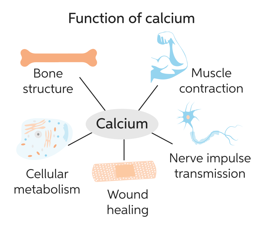کلسیم Calcium چیست؟