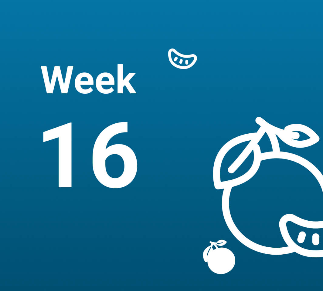 آشنایی با رخدادهای هفته شانزدهم بارداری (هفته 16 حاملگی)