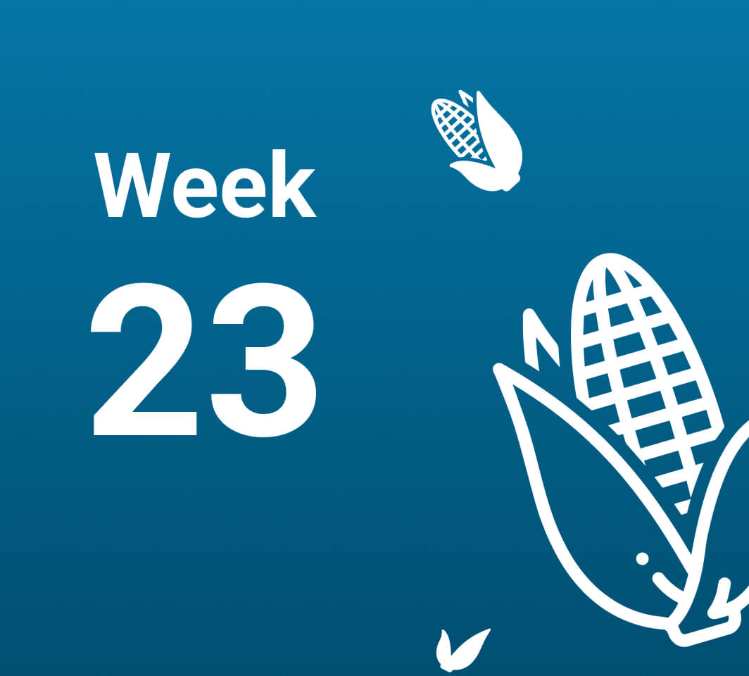 آشنایی با رخدادهای هفته بیست و سوم بارداری (هفته 23 حاملگی)