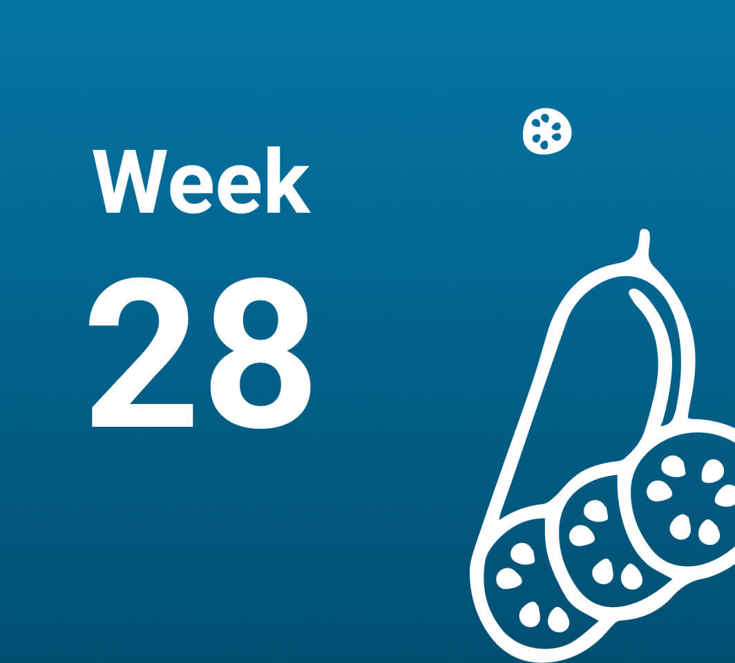 آشنایی با رخدادهای هفته بیست و هشتم بارداری (هفته 28 حاملگی)