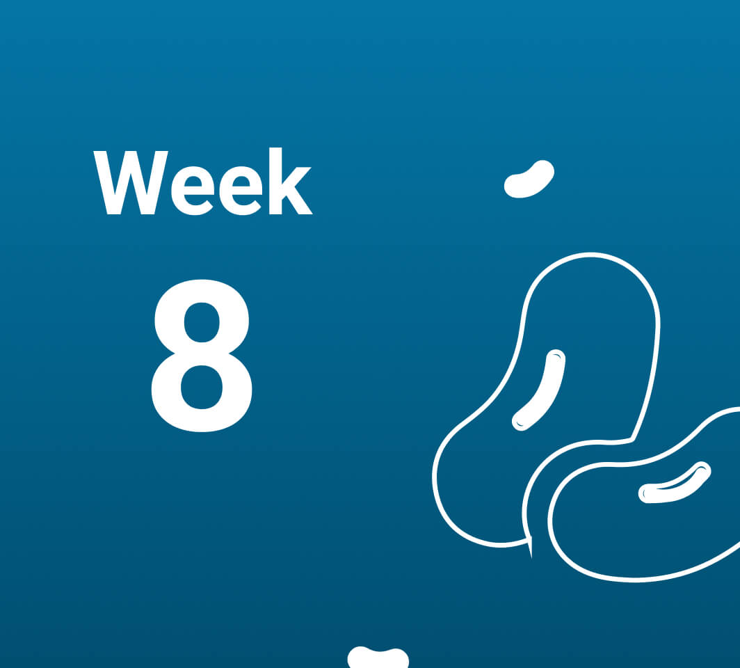 آشنایی با رخدادهای هفته هشتم بارداری (هفته 8 حاملگی)