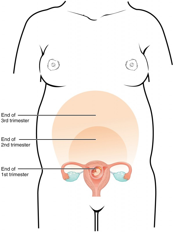 اثرات هورمون‌ها بر تغییرات بدن مادر در بارداری