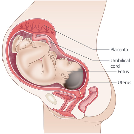 بخش‌های دخیل در بارداری (جنین و رحم مادر)