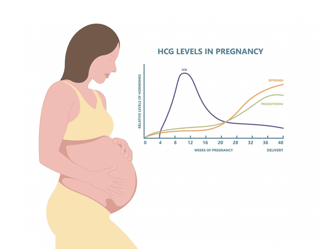 تغییرات هورمونی در سه ماهه سوم بارداری