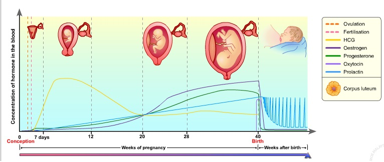 عوارض سطوح پایین هورمون‌ها در دوران بارداری 