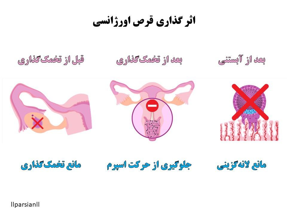 قرص صبحگاهی چگونه عمل میکند؟